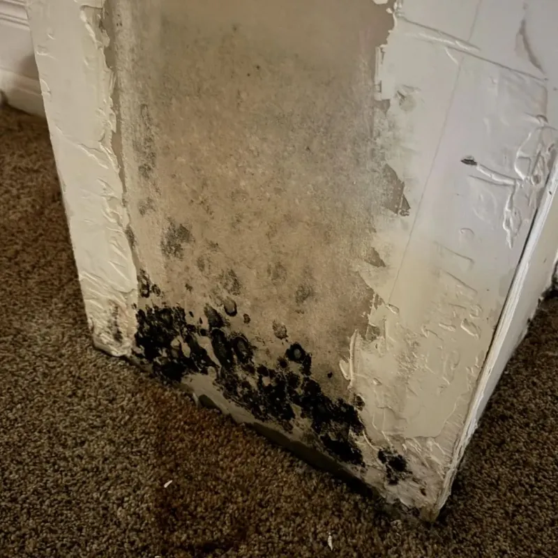 Professional Mold Removal in San Mateo, CA